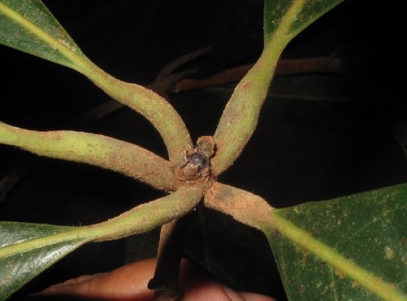 Actinodaphne diversifolia photo 2