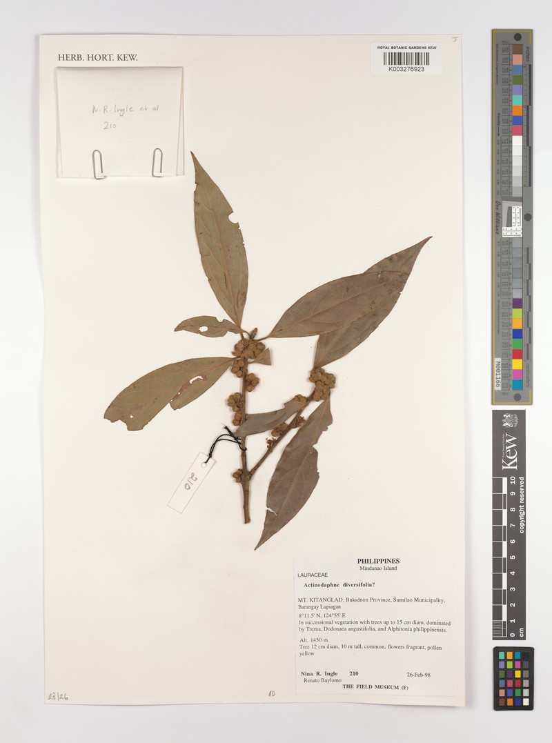 Actinodaphne diversifolia photo 3
