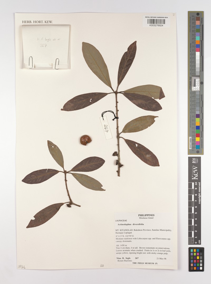 Actinodaphne diversifolia photo 4