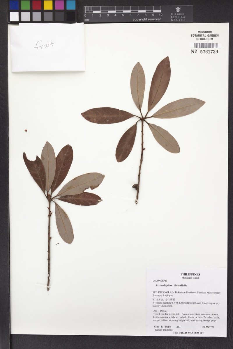 Actinodaphne diversifolia photo 5