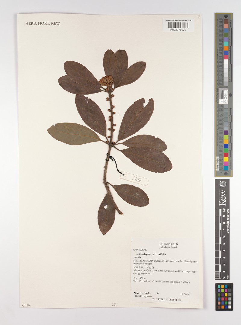 Actinodaphne diversifolia photo 6