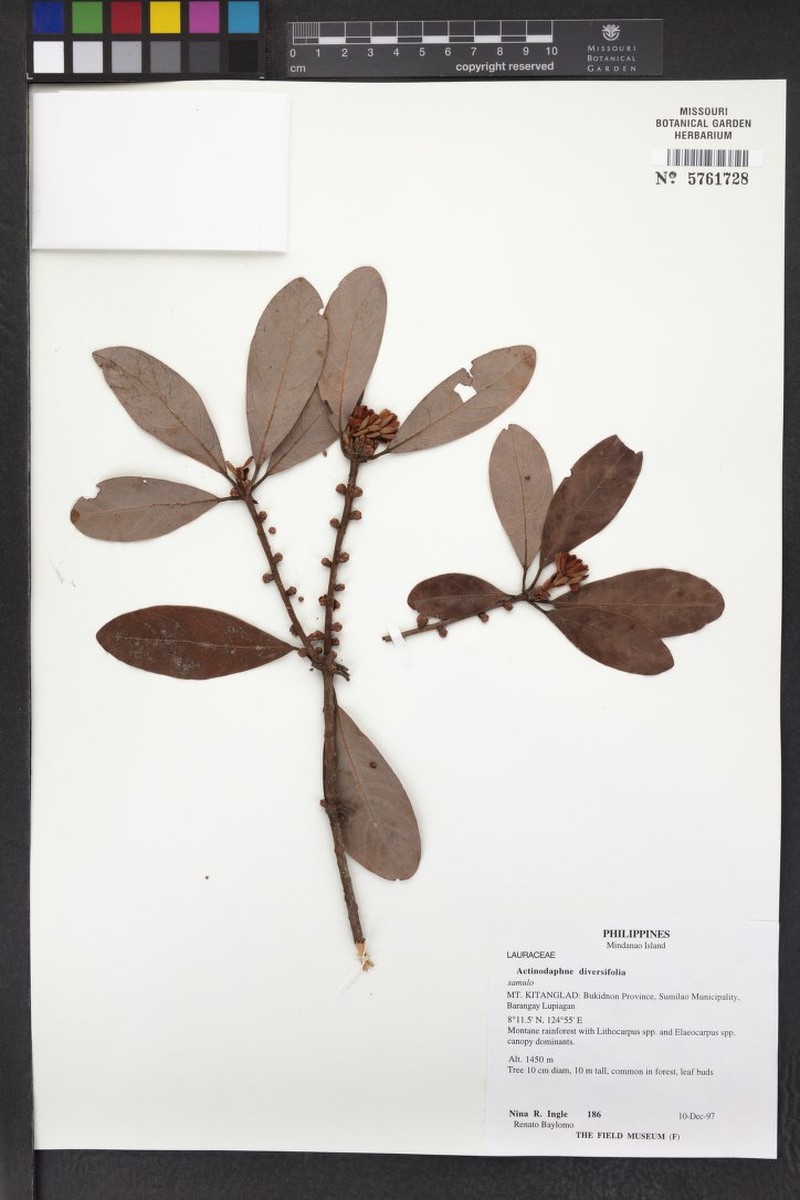 Actinodaphne diversifolia photo 7