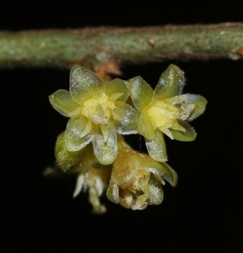 Actinodaphne elegans