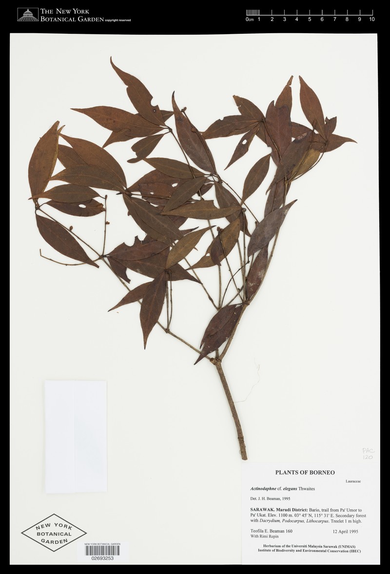 Actinodaphne elegans photo 2