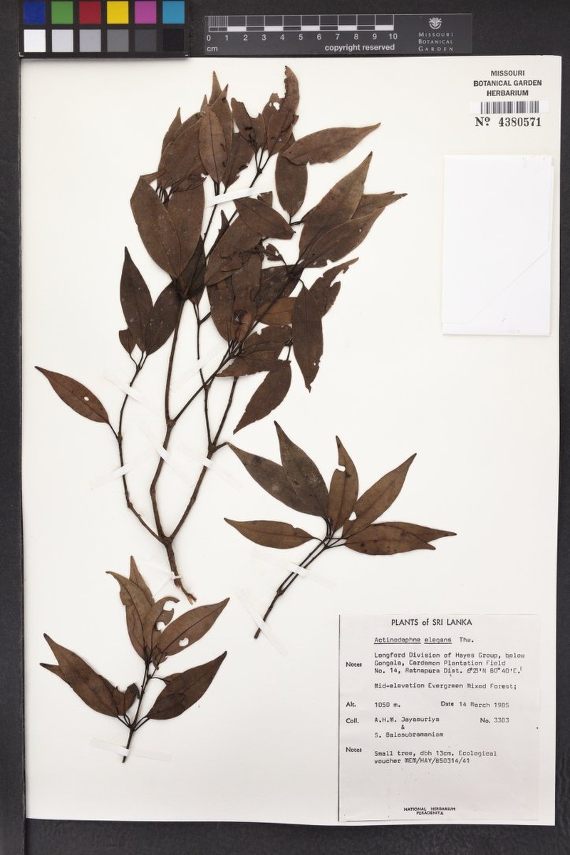 Actinodaphne elegans photo 3