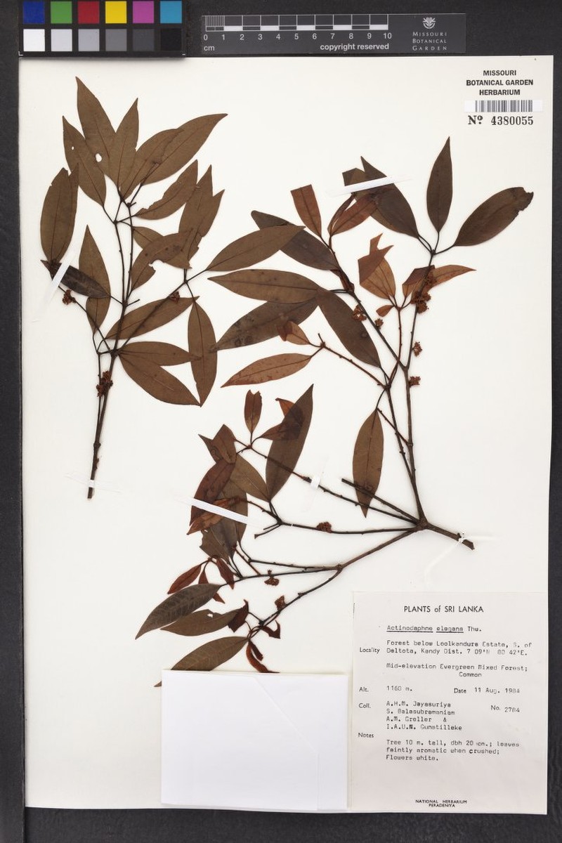 Actinodaphne elegans photo 4
