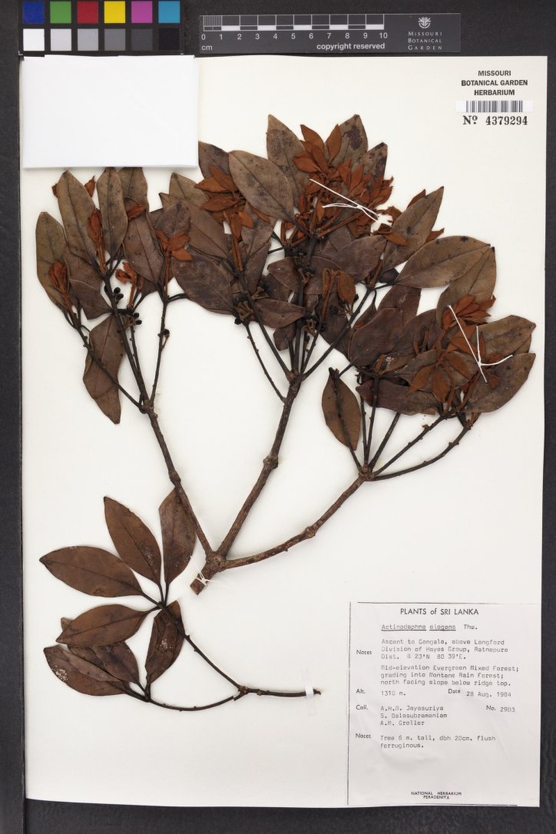 Actinodaphne elegans photo 5