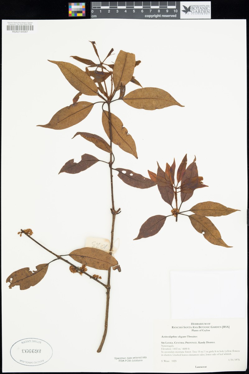 Actinodaphne elegans photo 6