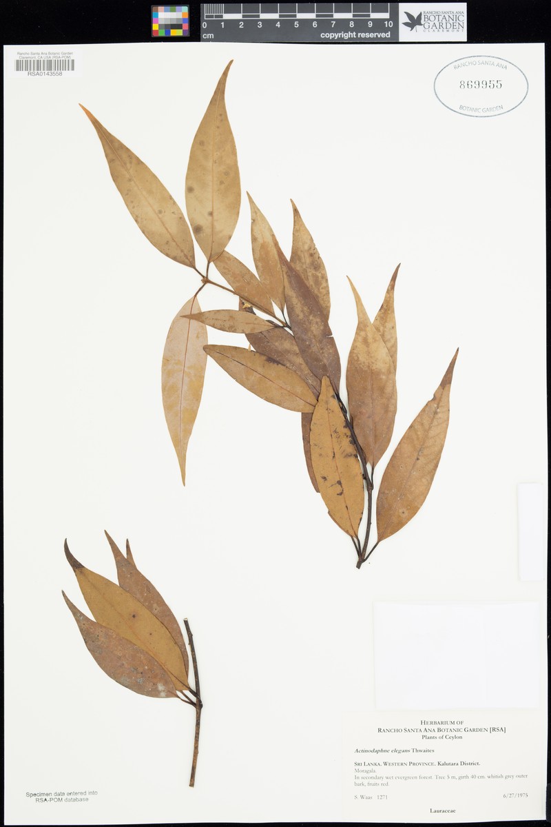 Actinodaphne elegans photo 7