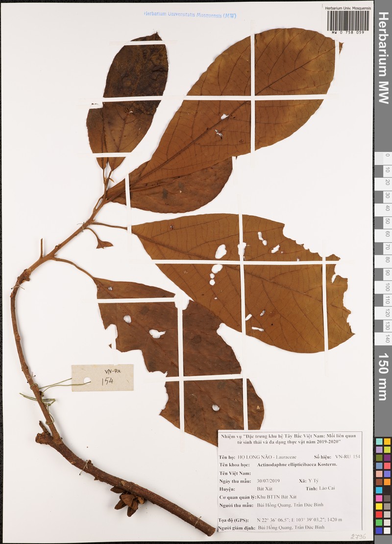 Actinodaphne ellipticibacca