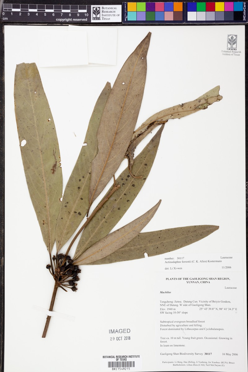 Actinodaphne forrestii