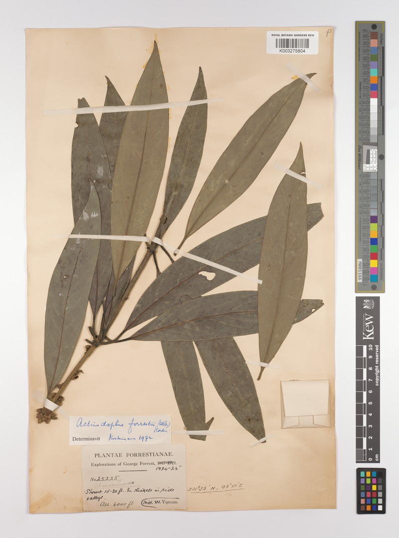 Actinodaphne forrestii photo 2