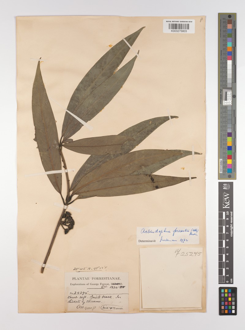 Actinodaphne forrestii photo 3