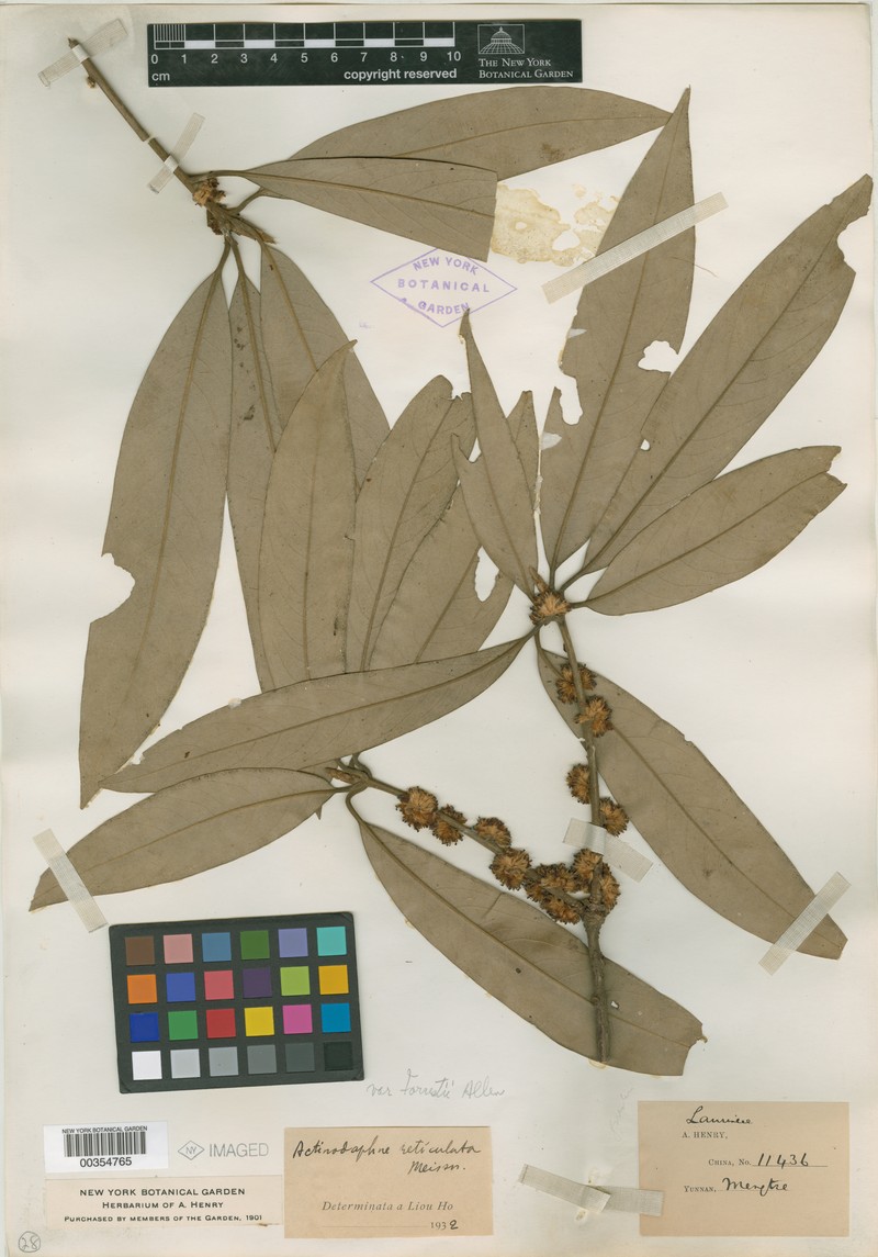 Actinodaphne forrestii photo 4