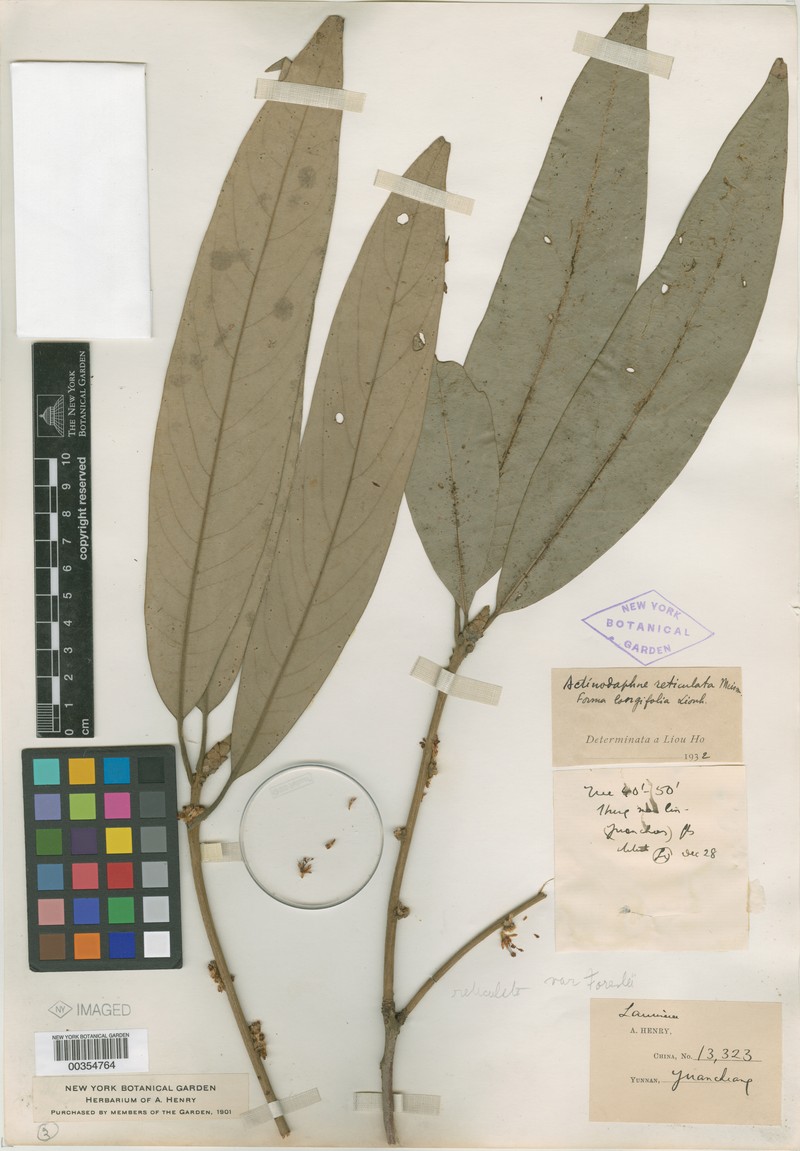 Actinodaphne forrestii photo 5