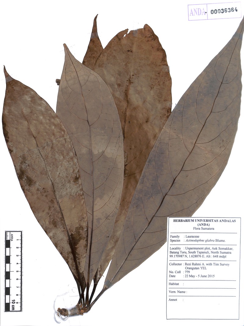 Actinodaphne glabra