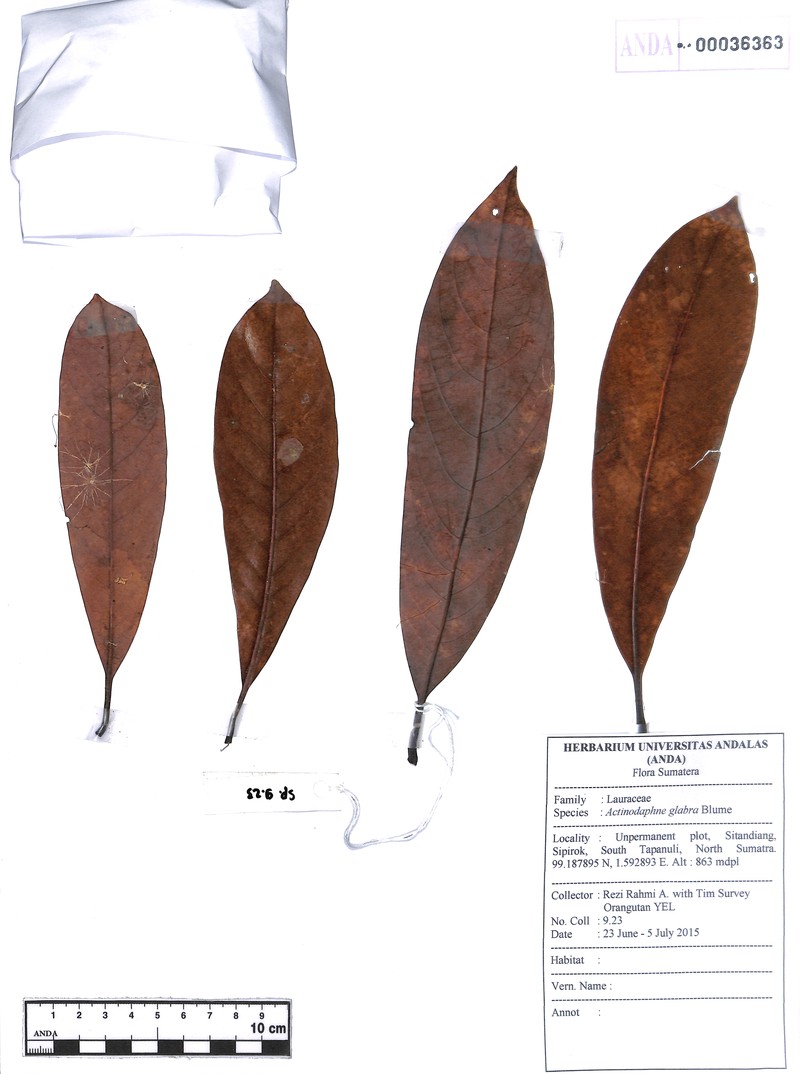 Actinodaphne glabra photo 2