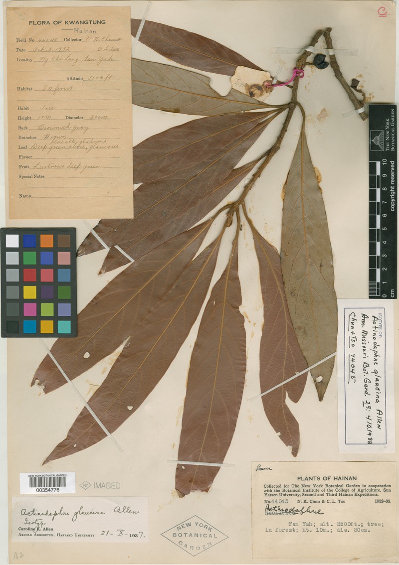 Actinodaphne glaucina