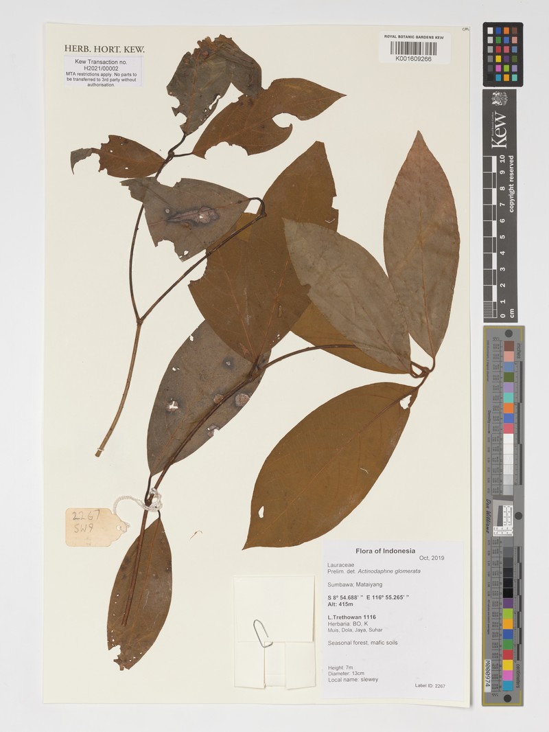 Actinodaphne glomerata