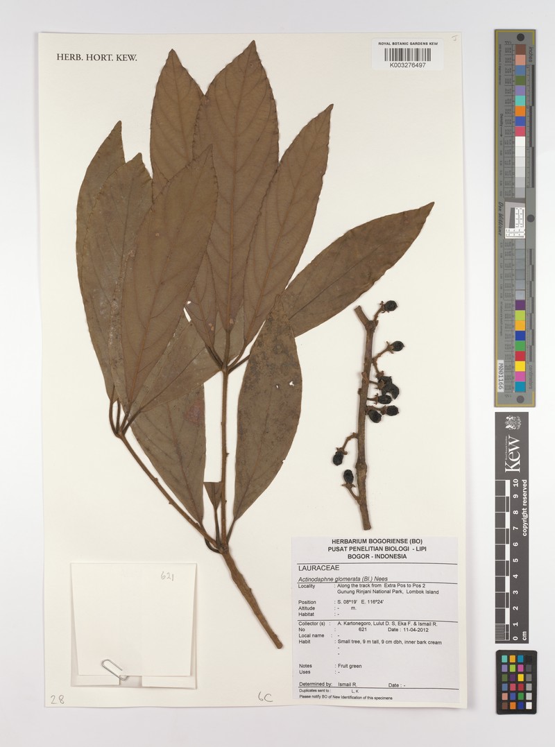 Actinodaphne glomerata photo 2