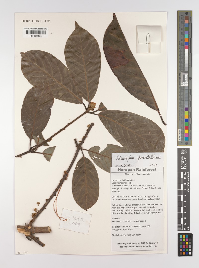 Actinodaphne glomerata photo 3