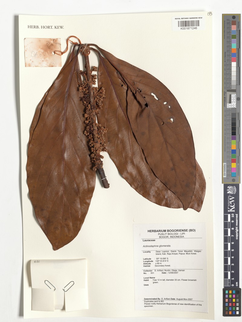 Actinodaphne glomerata photo 4