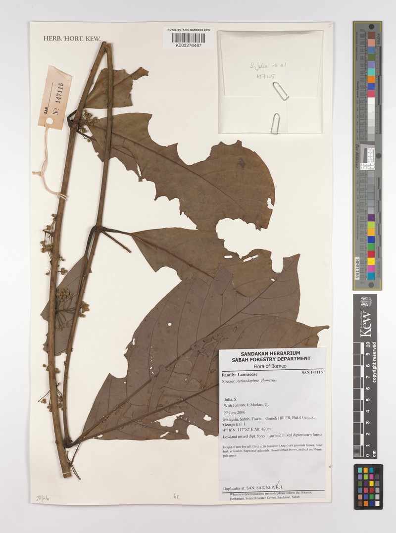 Actinodaphne glomerata photo 5