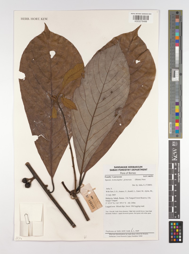 Actinodaphne glomerata photo 6