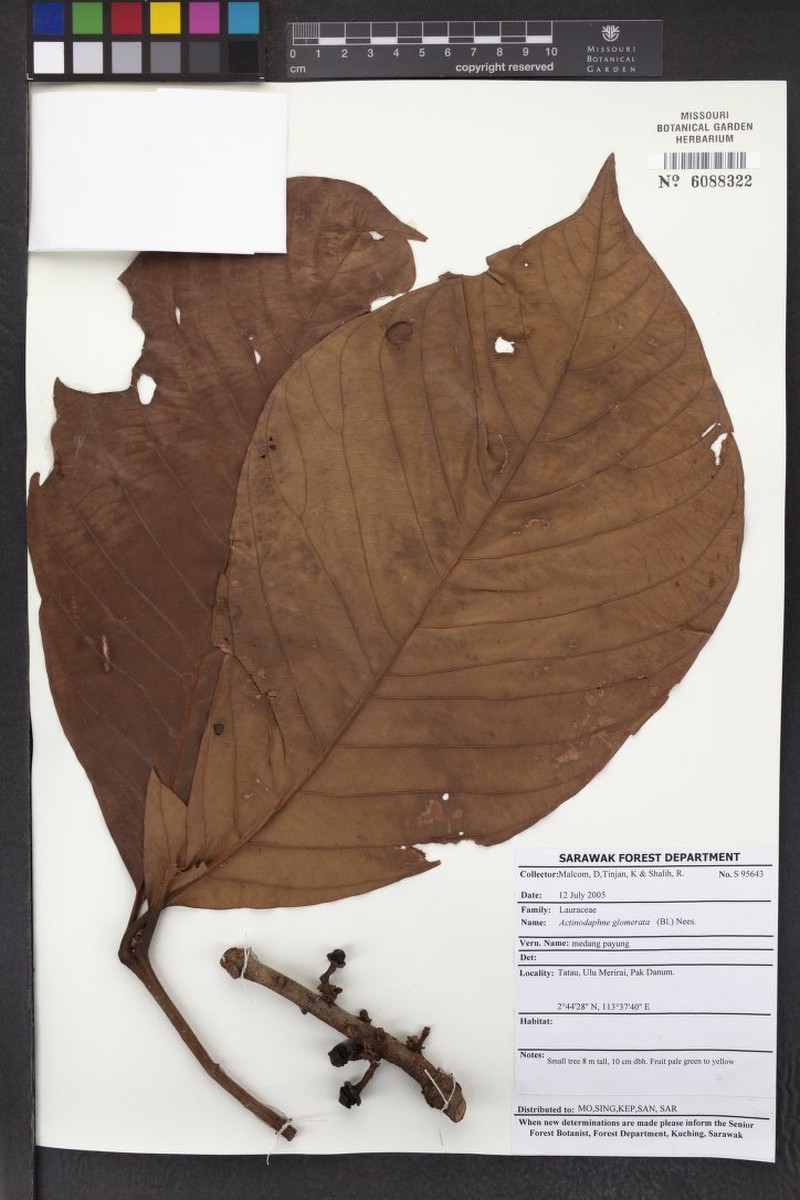 Actinodaphne glomerata photo 7