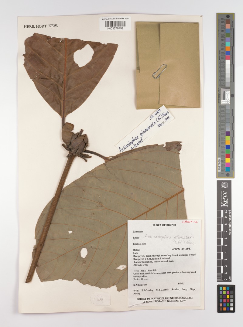 Actinodaphne glomerata photo 8