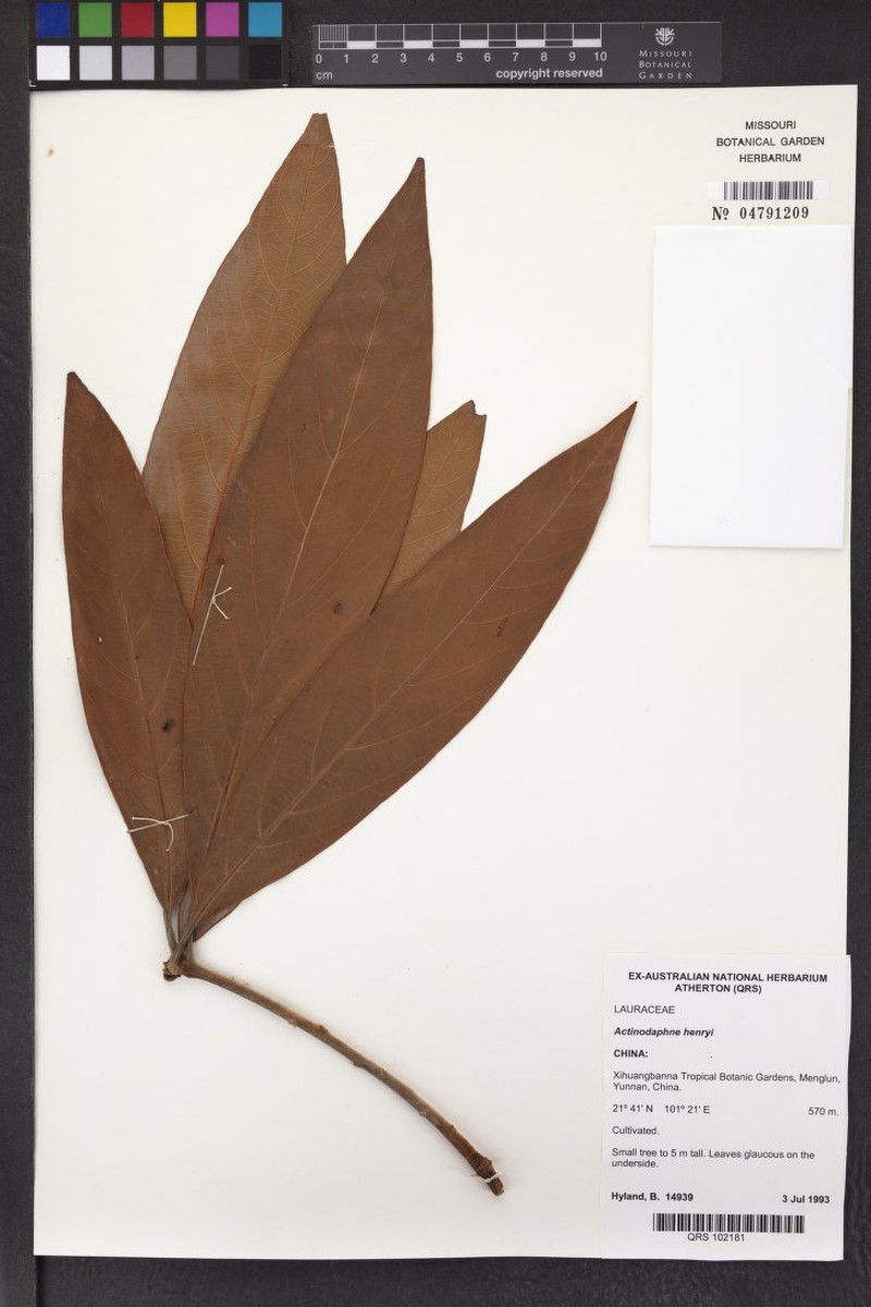 Actinodaphne henryi