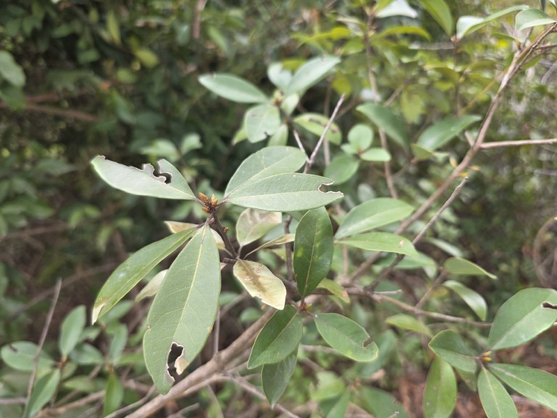 Actinodaphne hypoleucophylla