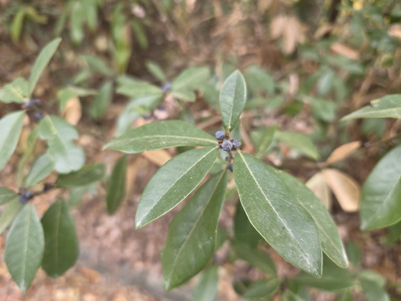 Actinodaphne hypoleucophylla photo 2