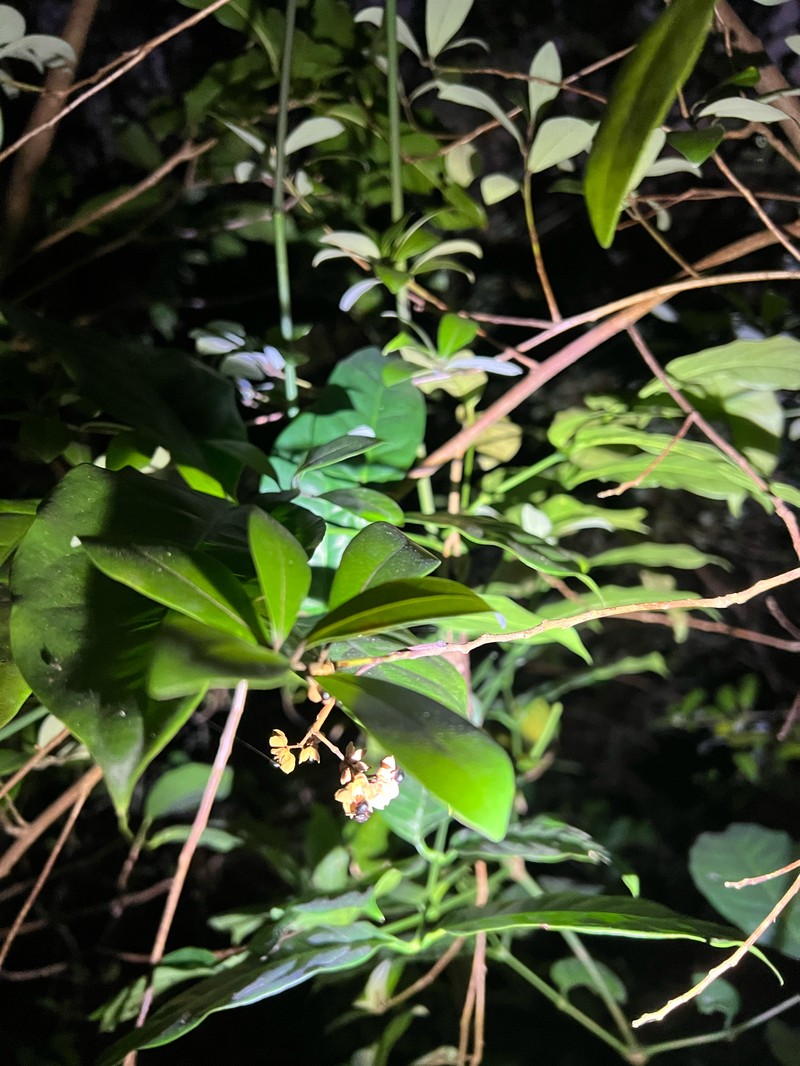 Actinodaphne hypoleucophylla photo 3