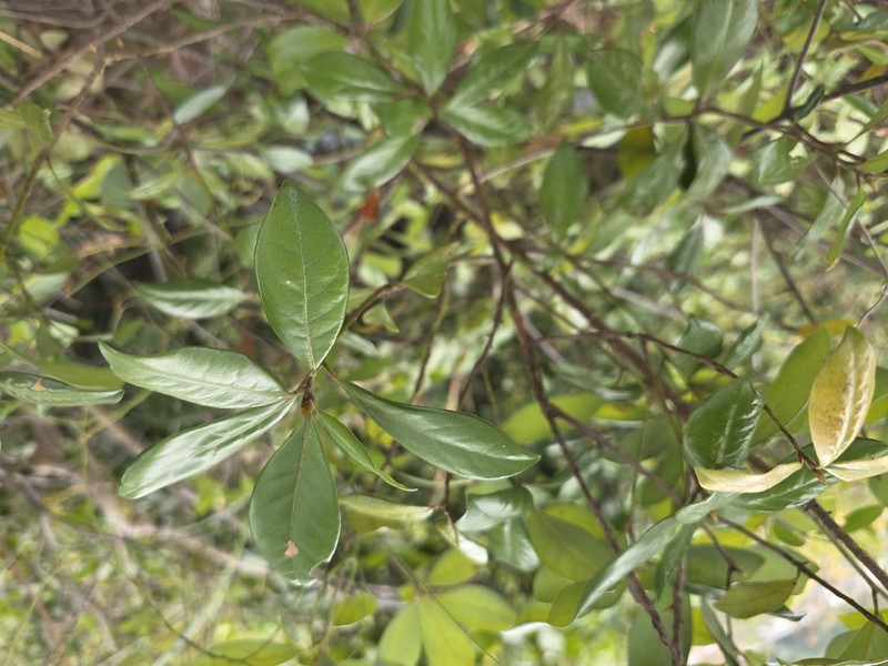 Actinodaphne hypoleucophylla photo 4