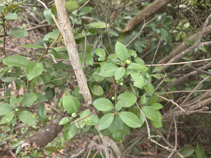 Actinodaphne hypoleucophylla photo 5