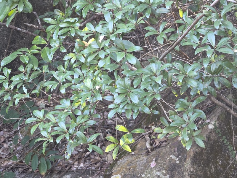 Actinodaphne hypoleucophylla photo 6