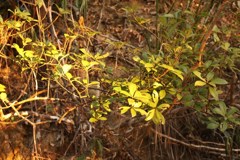 Actinodaphne hypoleucophylla photo 7
