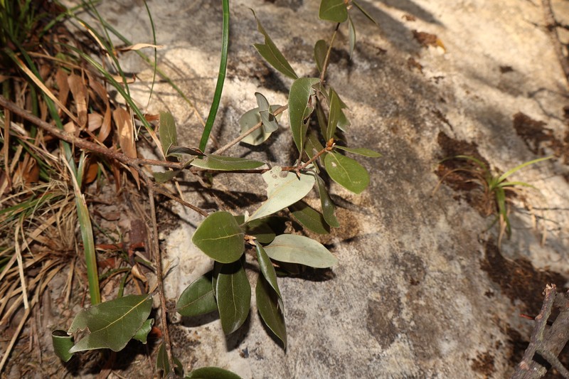 Actinodaphne hypoleucophylla photo 8