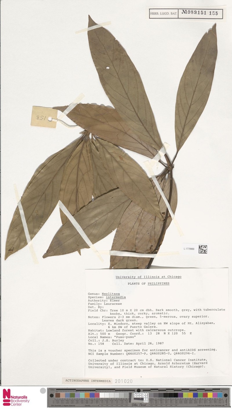 Actinodaphne intermedia photo 2