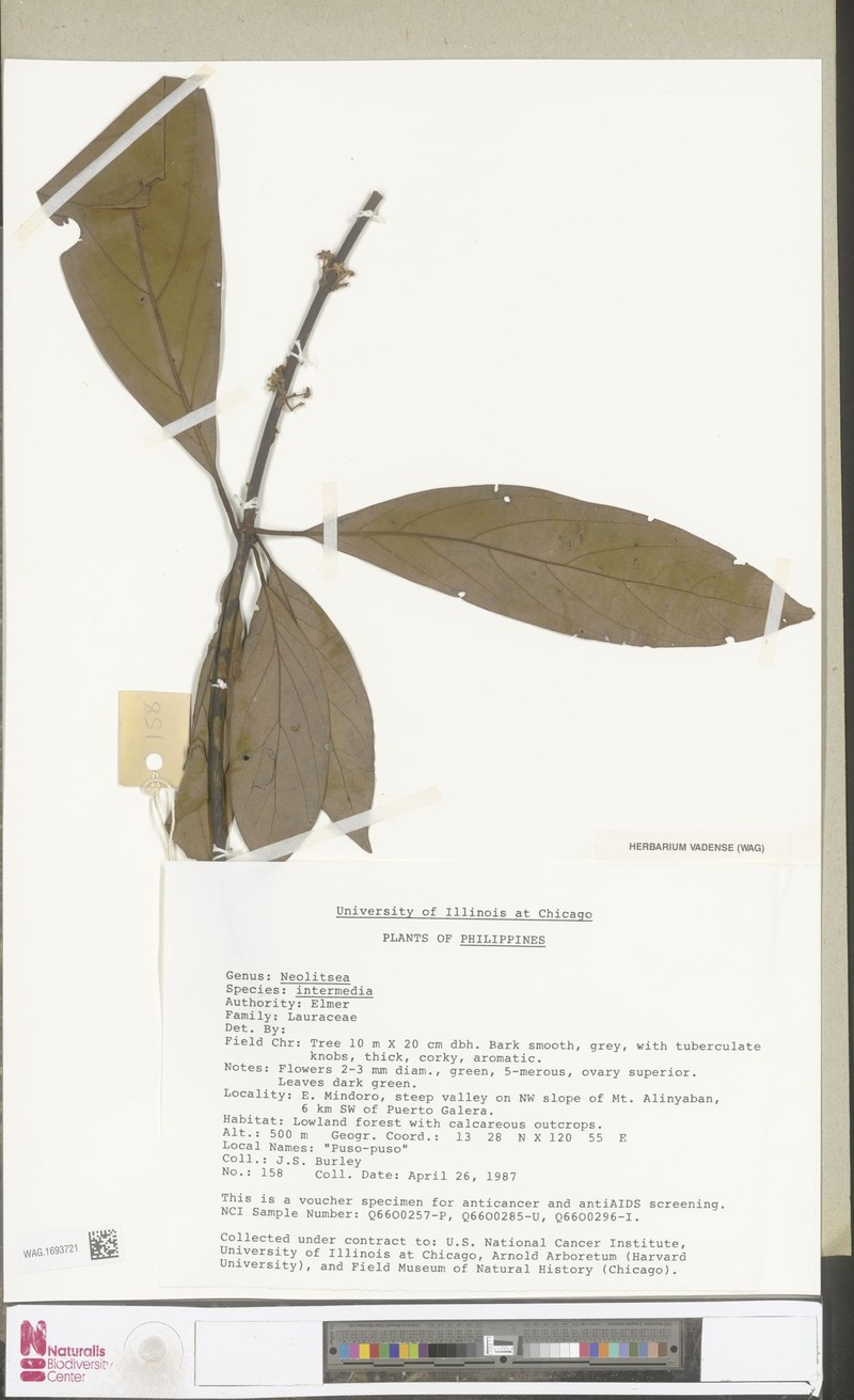 Actinodaphne intermedia photo 3
