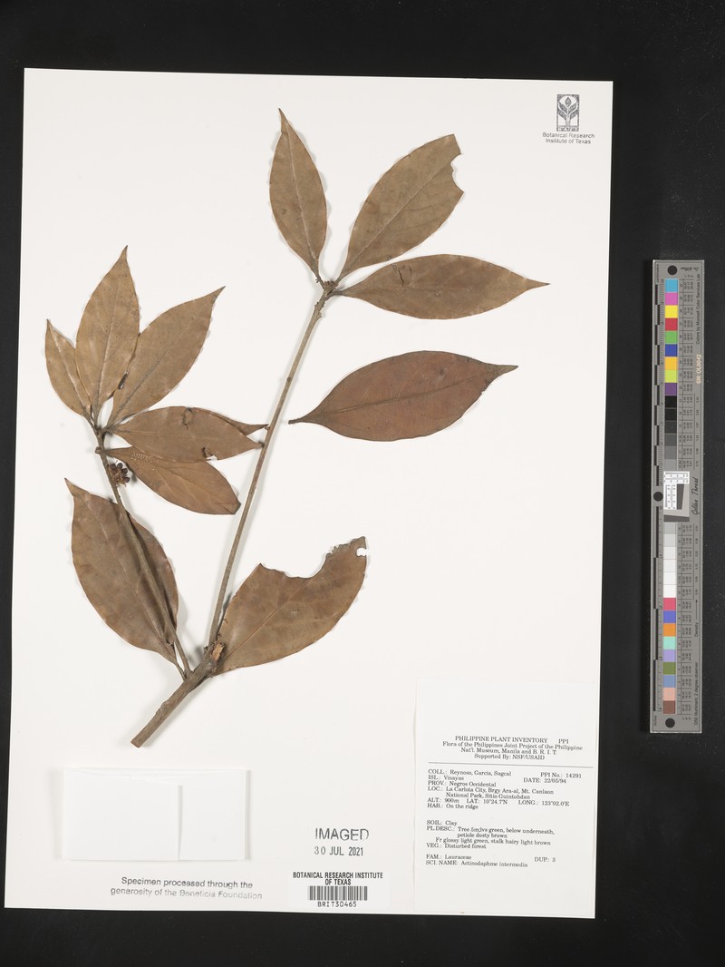 Actinodaphne intermedia