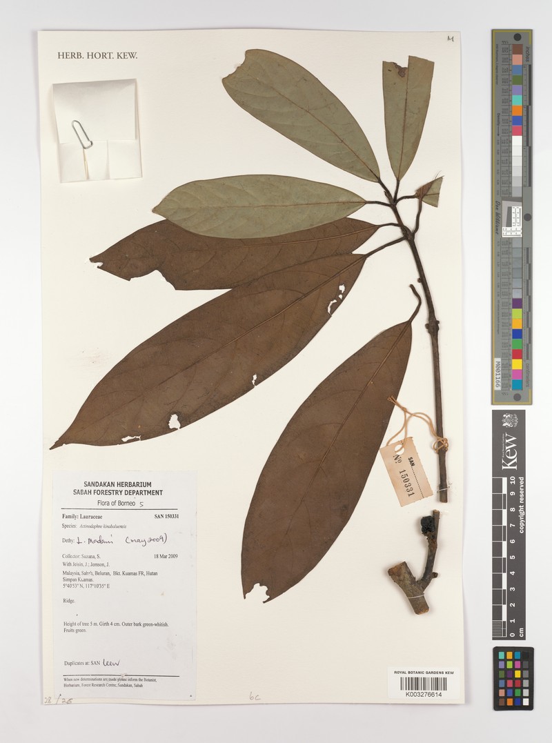 Actinodaphne kinabaluensis