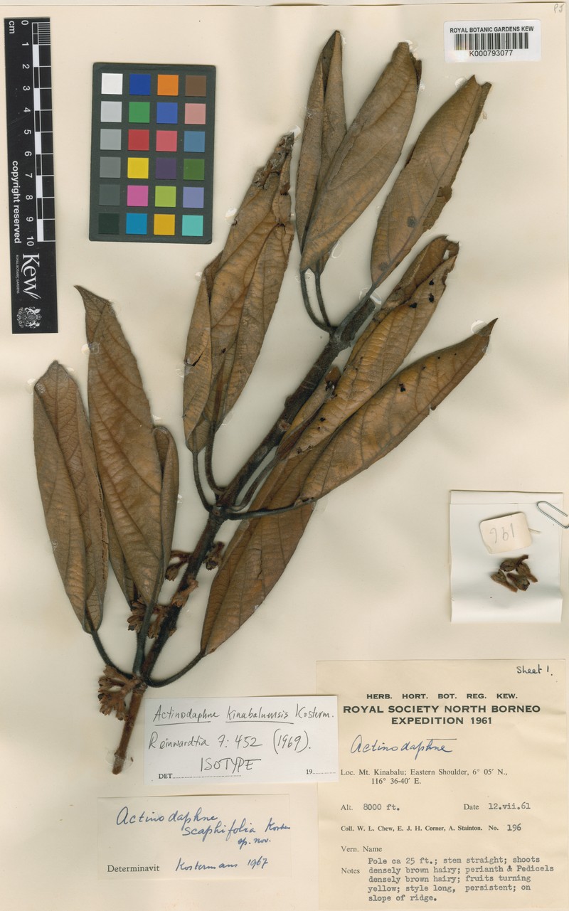 Actinodaphne kinabaluensis photo 2