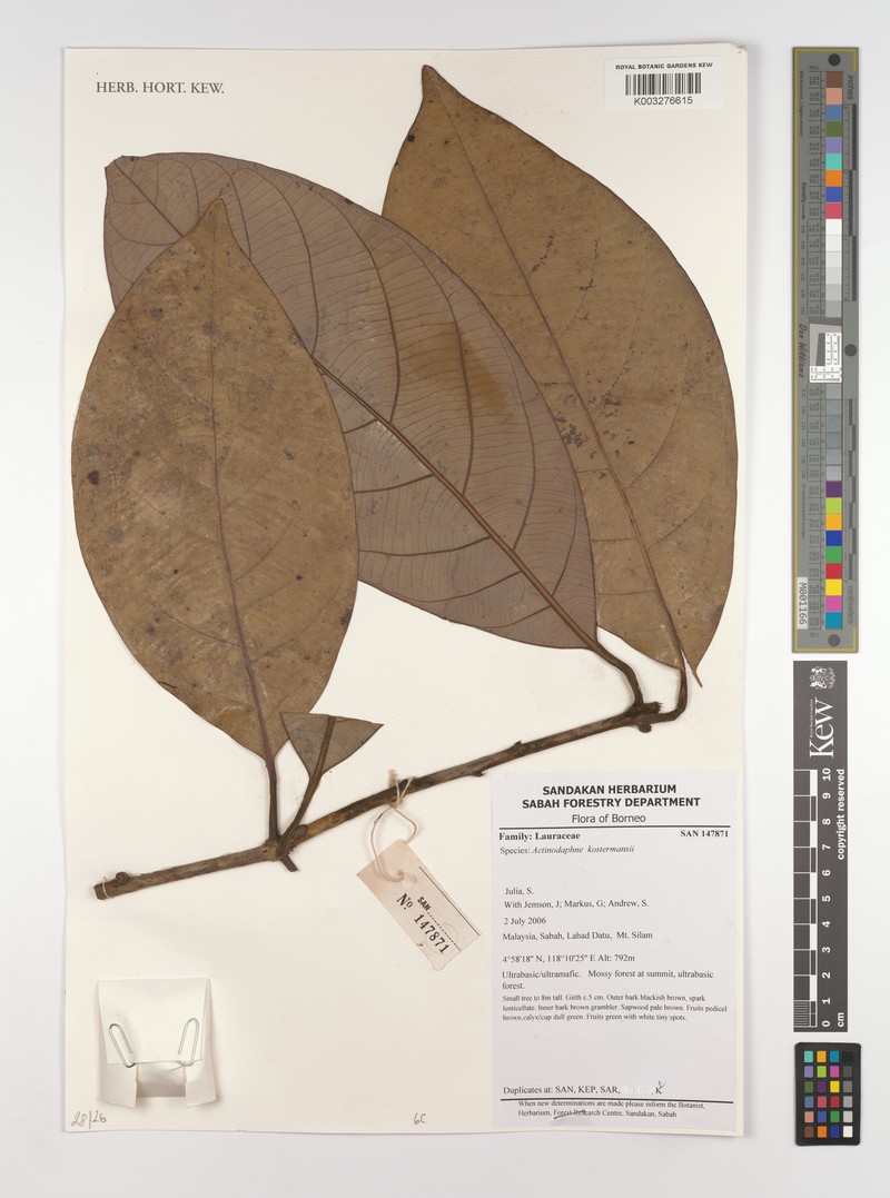 Actinodaphne kostermansii
