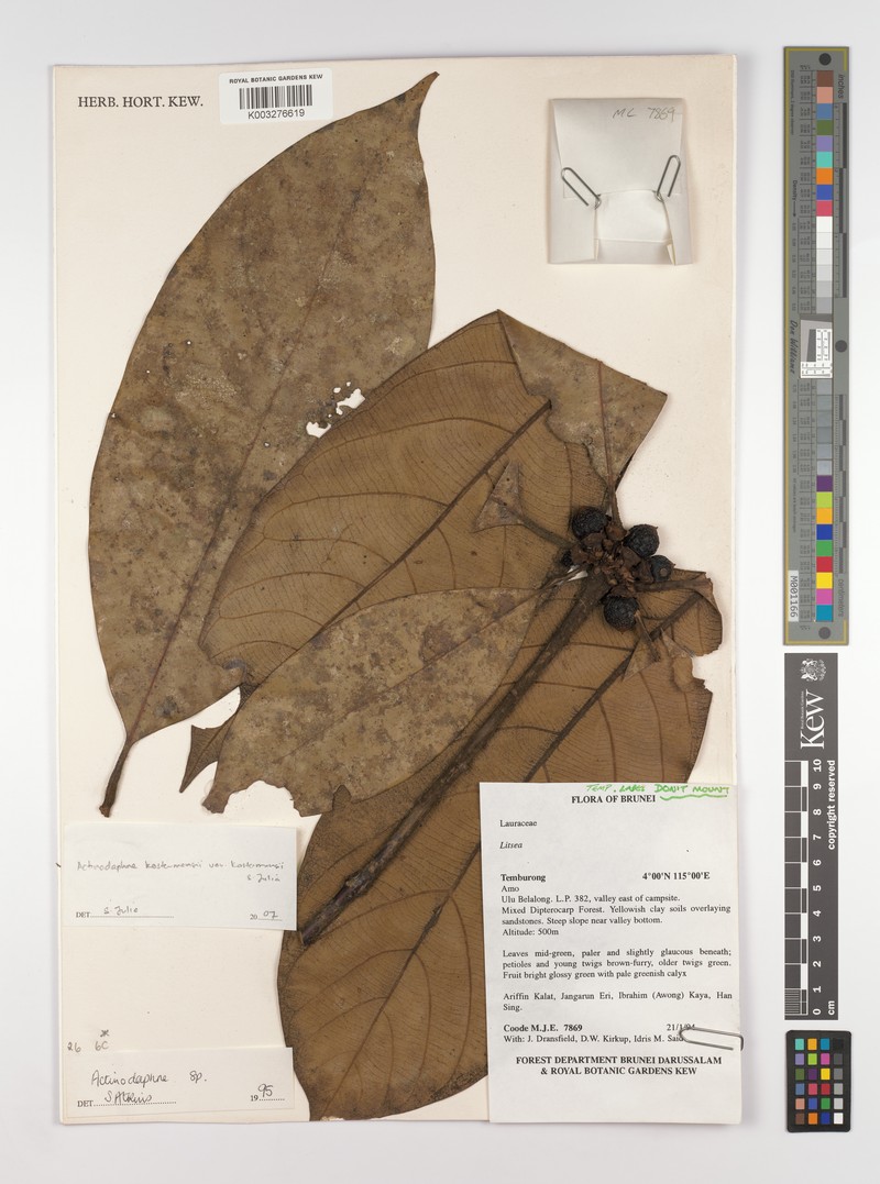 Actinodaphne kostermansii photo 2