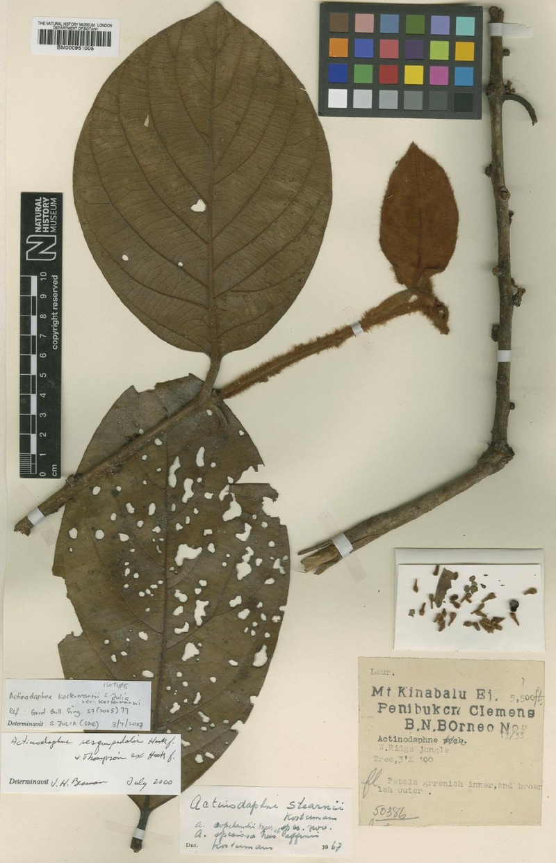 Actinodaphne kostermansii var. kostermansii photo 3