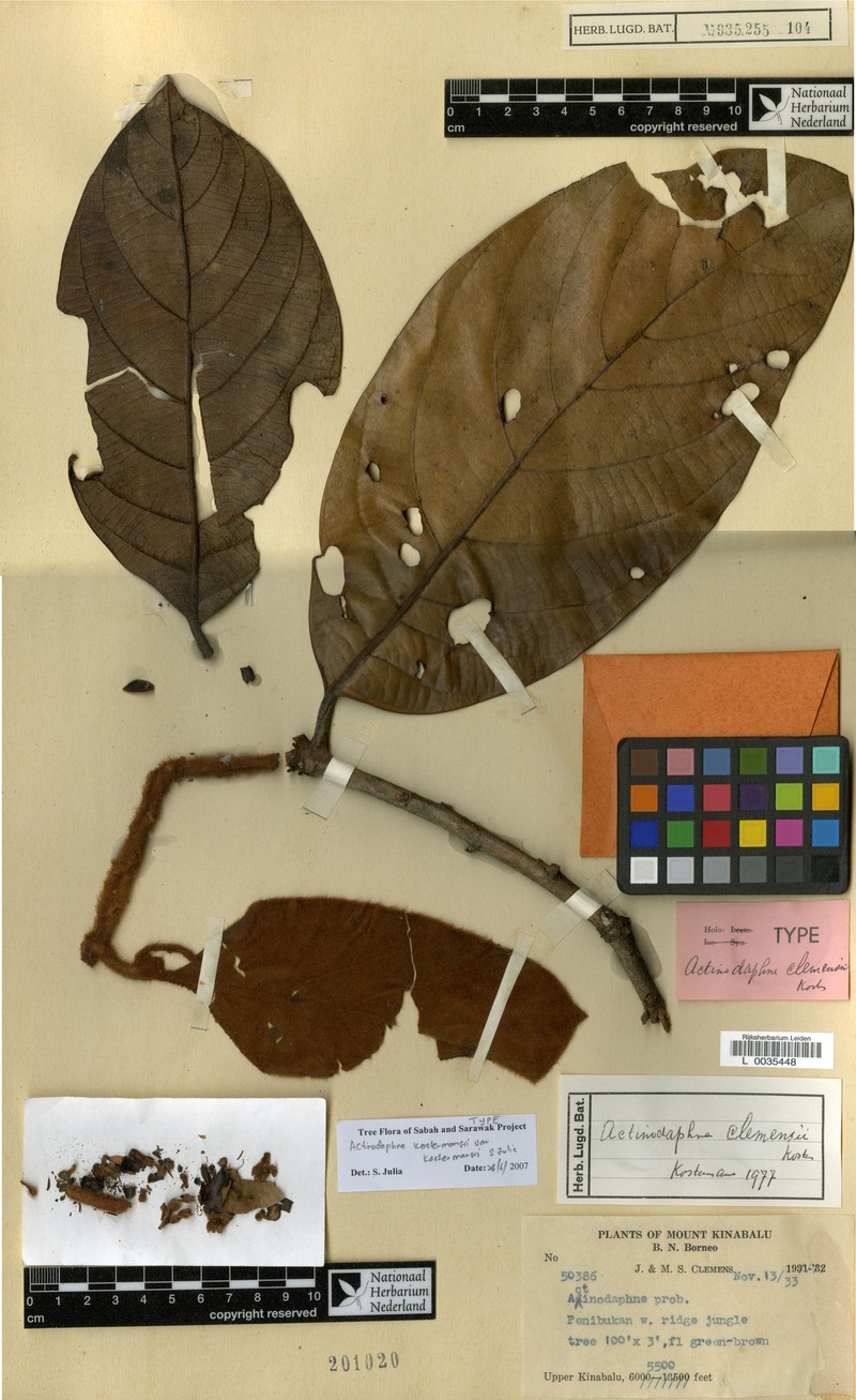Actinodaphne kostermansii var. kostermansii photo 4