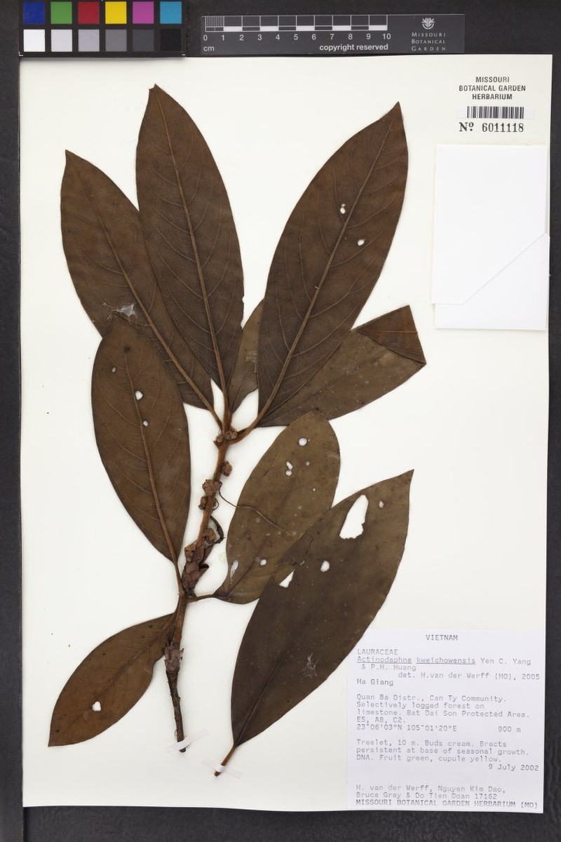 Actinodaphne kweichowensis