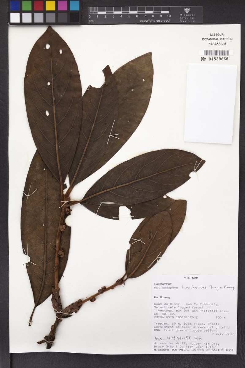 Actinodaphne kweichowensis photo 2